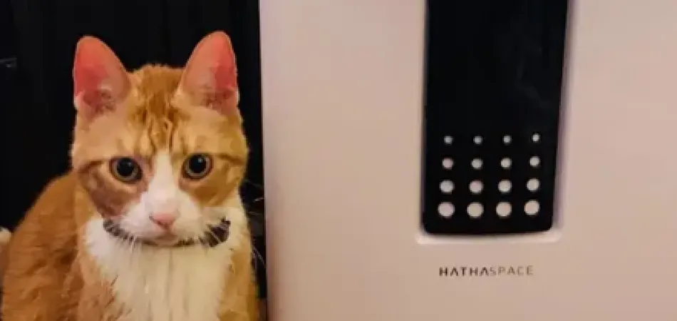 Are air purifiers safe for pets