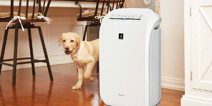 Do Air Purifiers Help With Pet Hair