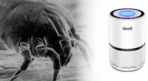 Do air purifiers help with dust mites