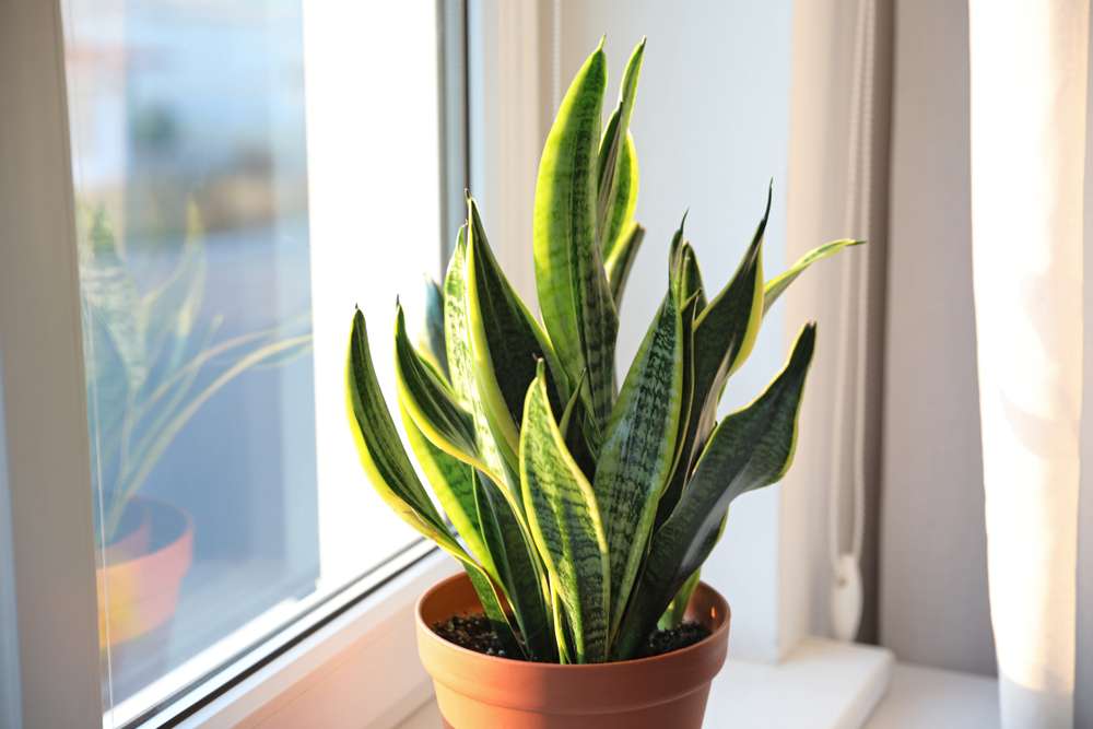 Snake plant sitting by a window.