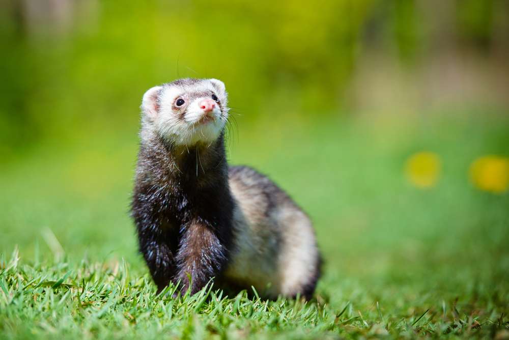 A ferret outside.