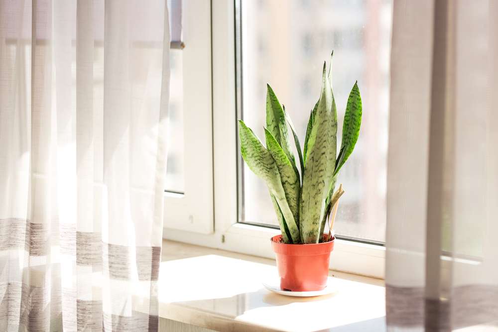 Snake plant sitting on a windowsill.